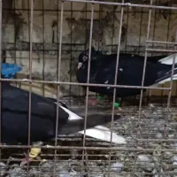 کبوتر دو جفت دم سفید