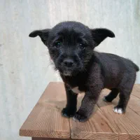 واگزاری توله بازیگوش اپیتز شیواوا همراه وسایل