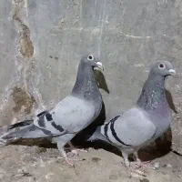 چند عدد. پرنده پلاکی|پرنده|اهواز, کوی علوی|دیوار