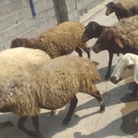 میش جوان داشتی