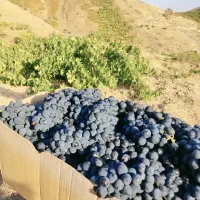انگور سیاه دیم شاینی|خوردنی و آشامیدنی|تهران, اراضی عباس آباد|دیوار