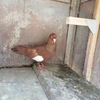 سرک سرخ کاکلی|پرنده|شیراز, پودنک|دیوار