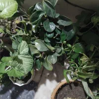 گل وگلدان|گل و گیاه طبیعی|تهران, سردارجنگل|دیوار