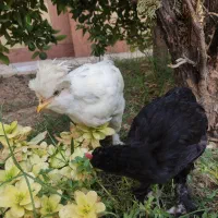 مرغ و خروس نژاد سلطان و برهما