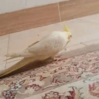 عروس هلندی