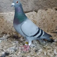 کبوتر  عتیقه جوجه و بزرگ|پرنده|آزادشهر, |دیوار