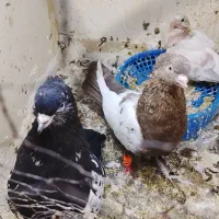 سینه خال ساده کبوتر چپ