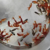 ماهی قرمز|ماهی|اردبیل, |دیوار