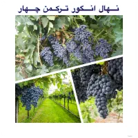 فروش نهال انگور ترکمن ۴|خدمات باغبانی و درختکاری|میاندوآب, |دیوار