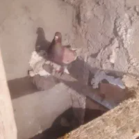 کبوتر|پرنده|تبریز, |دیوار