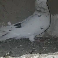 کفتر سرور هفترنگ سوزنی|پرنده|چناران, |دیوار