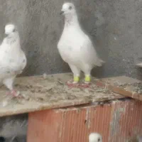 دو عدد کفتر یه سار نر یه زاق