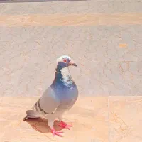 15000000|پرنده|تهران, چیتگر جنوبی|دیوار