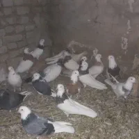 کفتر طوقی