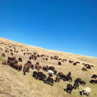 دام در تهران توحید وستارخان انقلاب زنده|حیوانات مزرعه|تهران, توحید|دیوار