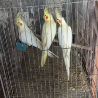 عروس هلندی بالغ