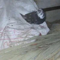 دم سفید|پرنده|حمیدیه, |دیوار