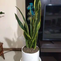 گل سانسوریا آپارتمانی|گل و گیاه طبیعی|شاهین‌شهر, شهرک پردیس|دیوار