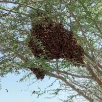 کندو زنبور عسل