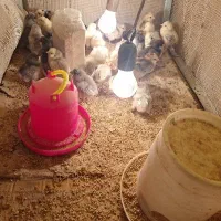 حیوانات خانگی