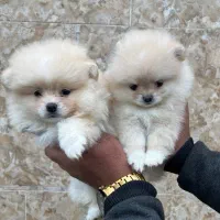 پامرانین خرسی عروسکی تیکاپ و استاندارد