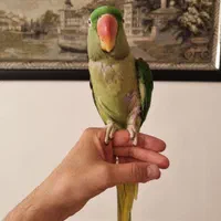 شاه طوطی|پرنده|کاشمر, |دیوار