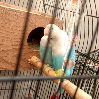 جفت نر و ماده مارال یاسی|پرنده|تهران, عبدل‌آباد|دیوار