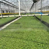 کشت نشاء گوجه فرنگی (گلخانه ای و فضای باز)|خدمات باغبانی و درختکاری|بندر کنگان, |دیوار