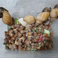 حلزون آچاتینا