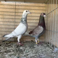 شش عدد پلاکی چها عدد نر دوتا ماده