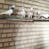 کبوتر طوقی|پرنده|ورزنه, |دیوار