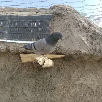 سبز سرو نوک دار|پرنده|کرمانشاه, |دیوار