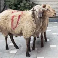 گوسفندزنده بهداشتی درتمام نقاط کرج