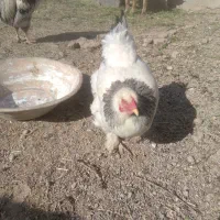 مرغ و خروس