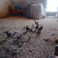 تعدای مرغ وجوجه