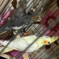 جوجه عروس هلندی