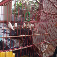 11عدد فنج زبرا جفتی 300 خداوکیلی الکی زنگ نزن|پرنده|شوش, |دیوار