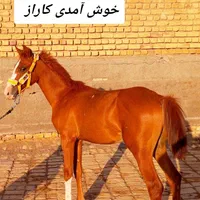 کره نریون به شرط شجره دار|اسب و تجهیزات اسب‌سواری|قم, امامزاده ابراهیم|دیوار