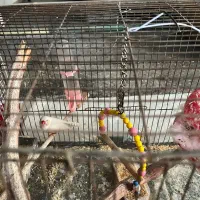 عروس‌هلندی|پرنده|ارومیه, |دیوار