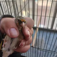 سهره|پرنده|تهران, علی‌آباد|دیوار