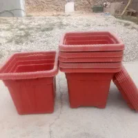 ۶ عددگلدون بزرگ|گل و گیاه طبیعی|کوه چنار, |دیوار