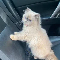 فروش و واگذاری|گربه|شهریار, شهریار|دیوار