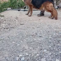 ژرمن شولاین|سگ|دهبکری, |دیوار