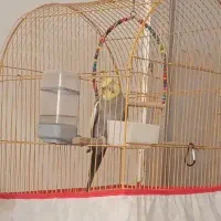 عروس هلندی نر|پرنده|خورموج, |دیوار