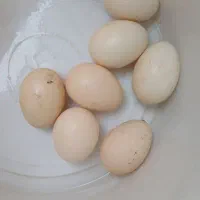 مرغ گلین تخم گذار|حیوانات مزرعه|شیراز, لب آب|دیوار