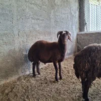 بره نر هترو به شرط ازمایش