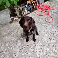 توله دنبلانی حرفه ای