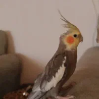 3تاعروس هلندی سخنگو نروماده یدونه هم نر