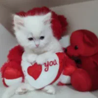 گربه ناز|گربه|ساری, |دیوار