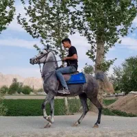 مادیان درهشور ۴ ساله شجره دار|اسب و تجهیزات اسب‌سواری|خمینی‌شهر, |دیوار
